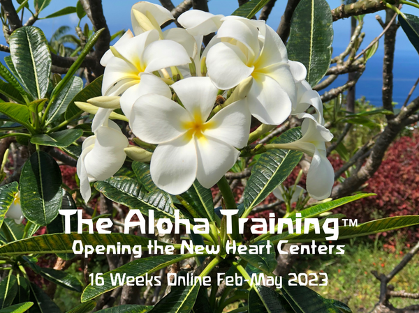 The Aloha Training- a 16 Week Online Course